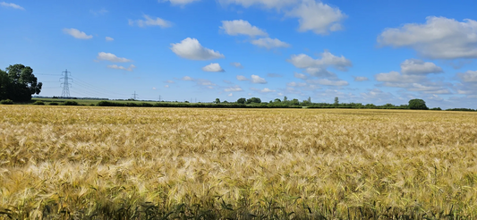 2025年7月5日 Cambridge 徒步