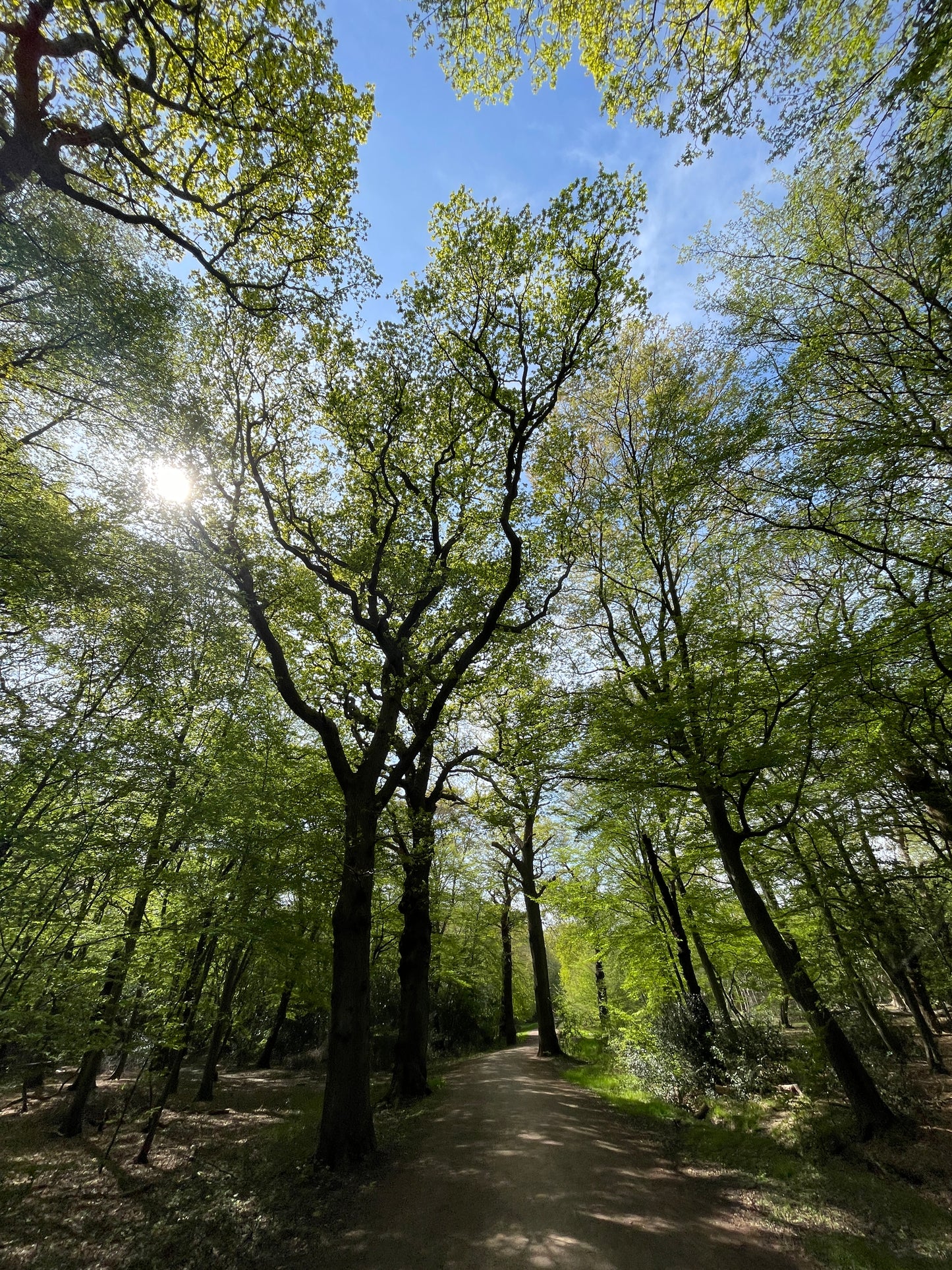 2025年9月6日 Epping forest 徒步