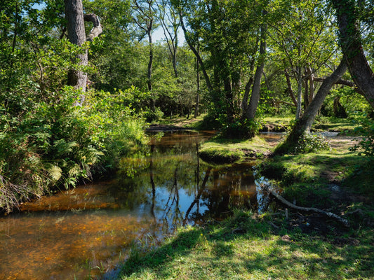 2025年6月8日 New Forest 徒步