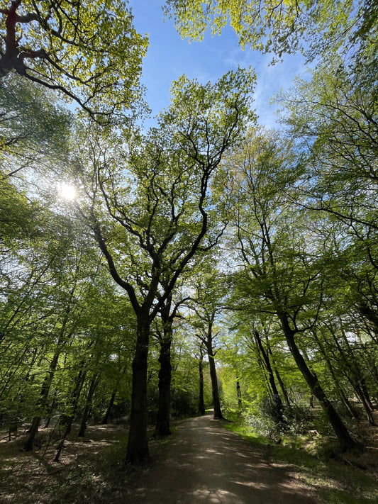 2025年9月6日 Epping forest 徒步