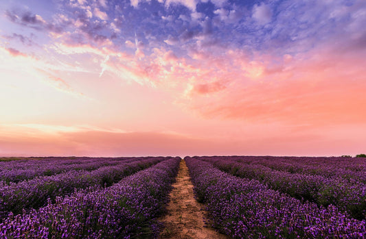 2026年7月18日 Hitchin Lavender Farm(7月限定）