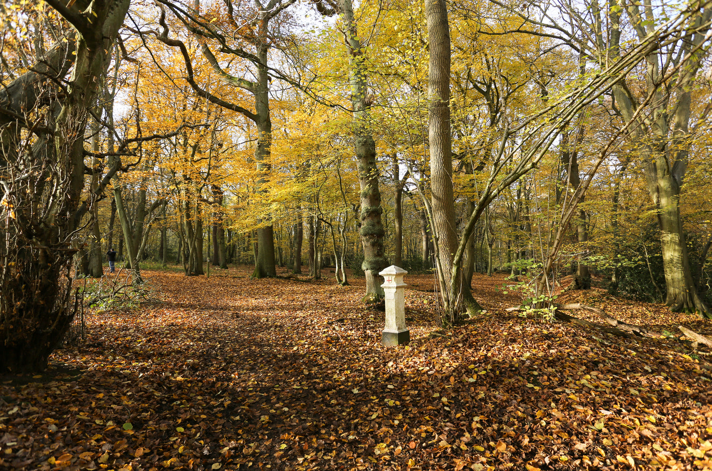 (报名中)202512月6日 Broxbourne Woods徒步