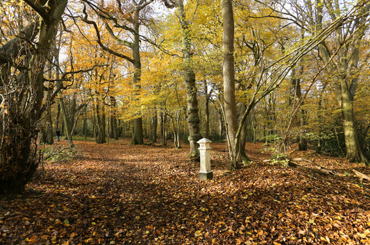 (报名中)202512月6日 Broxbourne Woods徒步